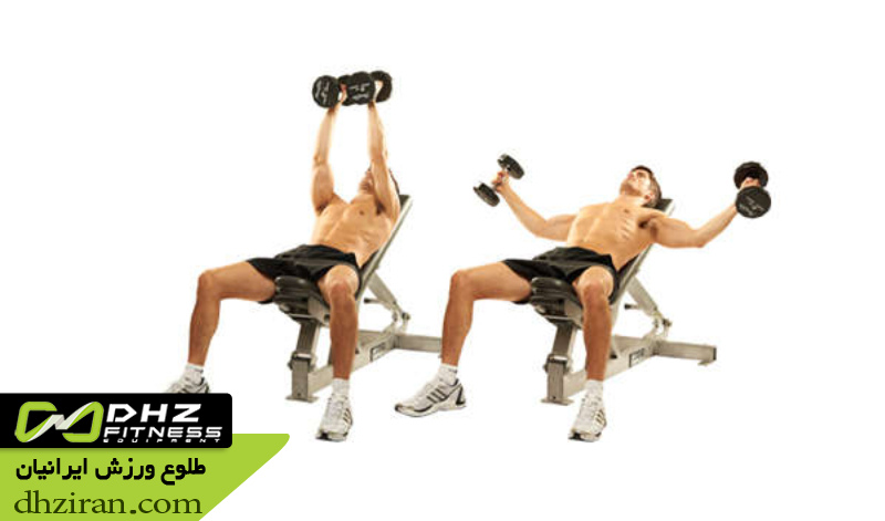 فلای دمبل روی نیمکت با شیب مثبت 